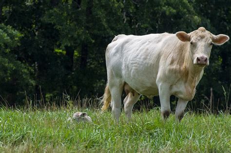 Charolais Cow And Calf In Field Photograph By Flees Photos Pixels