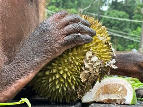 Why Do Orangutans Love Durians Orangutan Appeal Uk