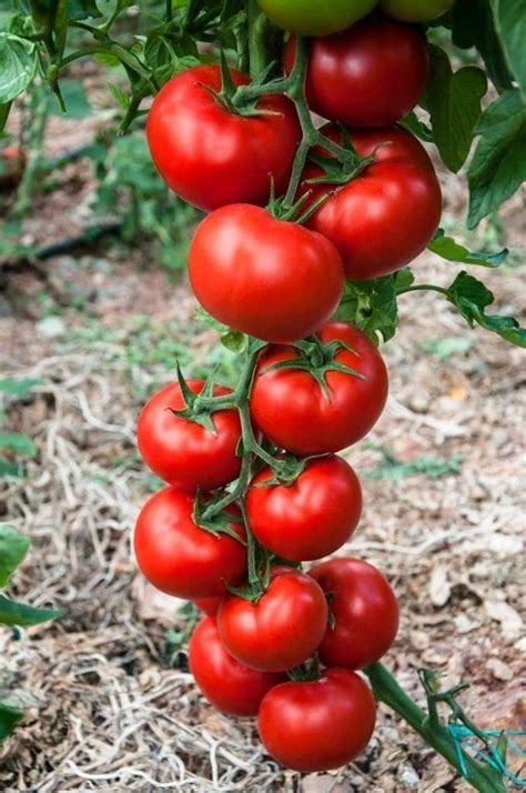 Culture Des Tomates Sous Serre Guide Complet Artofit