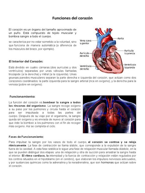 Funciones Del Corazón | PDF