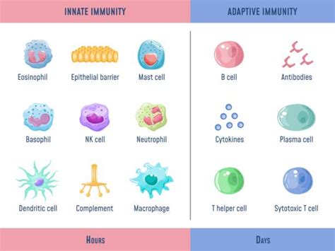 Types Of Immune Cells Stock Vectors Istock