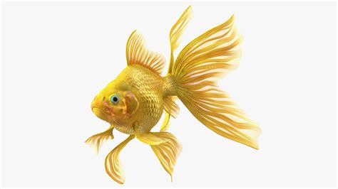 3D Goldfish Swimming Pose - TurboSquid 1764793