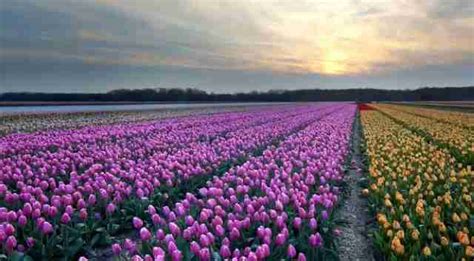 Conheça Os Lindos Campos De Tulipas Na Holanda Webtudo Curiosidades