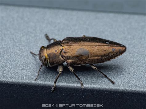 Chrysobothris In April 2024 By Artur Tomaszek INaturalist