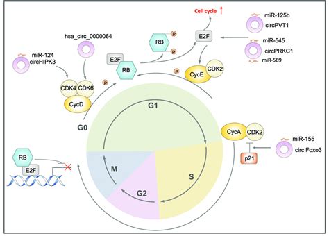 Regulation Of Cell Proliferation By Circrnas Cdks And Cyclin Work