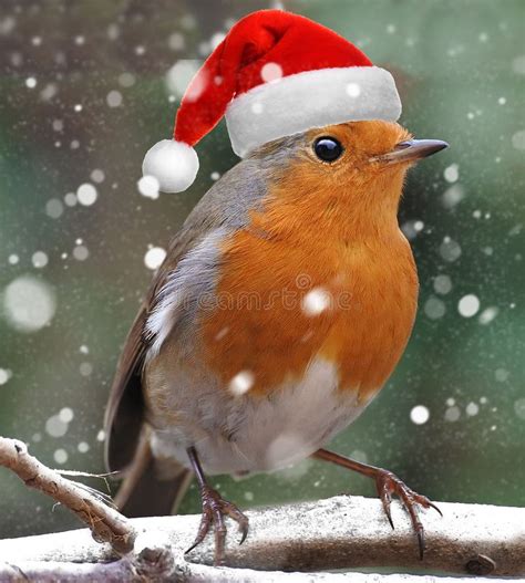 Christmas Winter Robin On Icy Snowy Ground Stock Photo Image Of