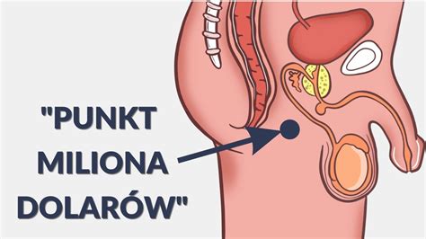 Jak poprawić swoją erekcję mięśnie dna miednicy YouTube