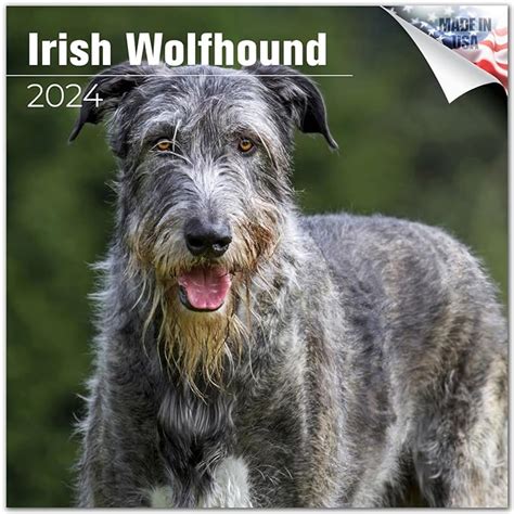 Amazon.com : 2023 2024 Irish Wolfhound Calendar - Dog Breed Monthly ...