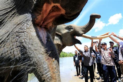 Peringatan Hari Gajah Sedunia Di Cru Sampoiniet Aceh Republika Online