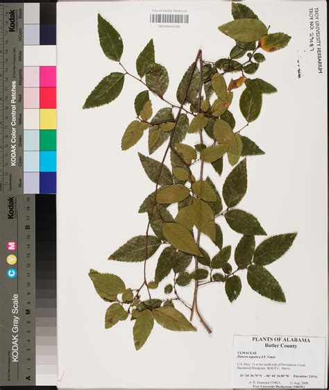 Planera Aquatica Species Page Apa Alabama Plant Atlas