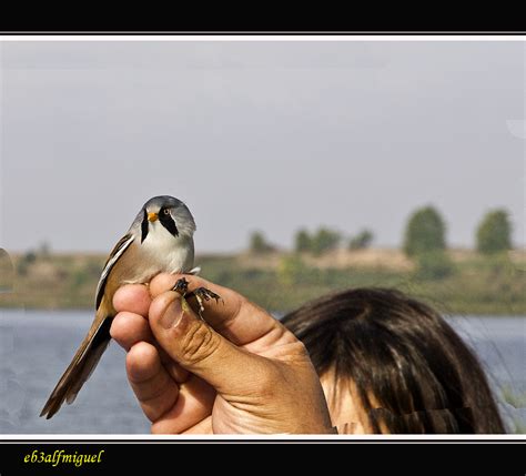 MIS AMIGAS LAS AVES Bigotudo Panurus Biarmicus