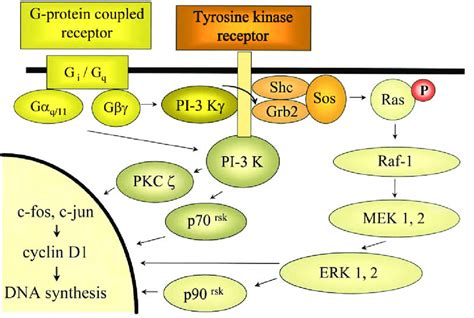 Mitogenic Signaling Pathways In Human Airway Smooth Muscle Cells