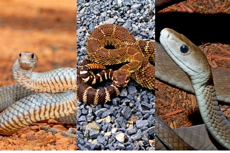 Top 10 des serpents les plus venimeux et dangereux de la planète