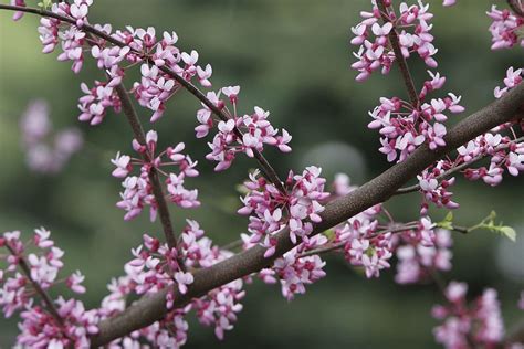 HD wallpaper: Redbud, Tree, Spring, Pink, redbud tree, flowering ...