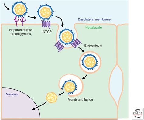 New Treatment Gives Hope to Chronic Hepatitis D Patients - William A ...