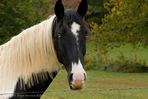 Black And White Paint Horse With Blue Eyes