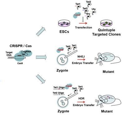 Crispr