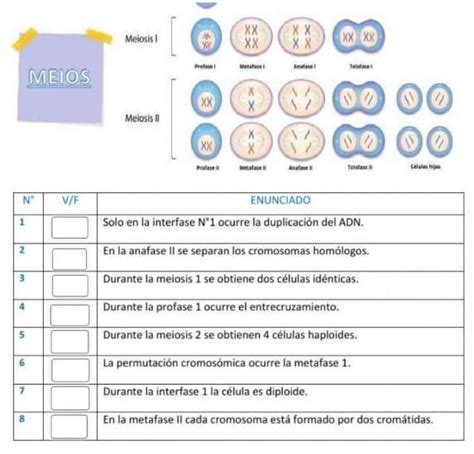 Verdadero O Falso Observe El Siguiente Esquema Que Muestra Las Etapas