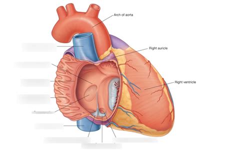 right atrium Diagram | Quizlet