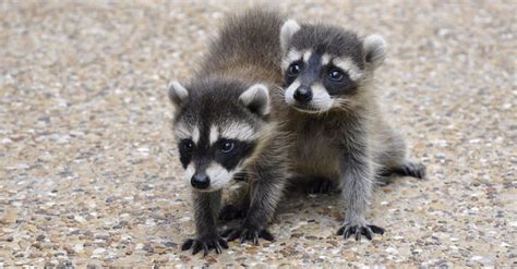 When Do Raccoons Have Babies? - A-Z Animals