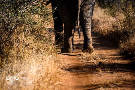 Toro River Lodges African Dream Safari