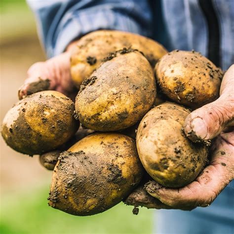 6 Health Benefits Of Potatoes 3 Delicious Ways To Eat Them Ea Stewart The Spicy Rd