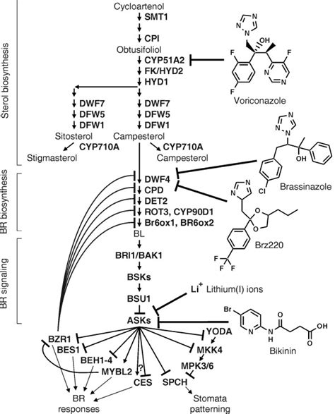 Targets of inhibitors interfering with sterol biosynthesis, BR ...