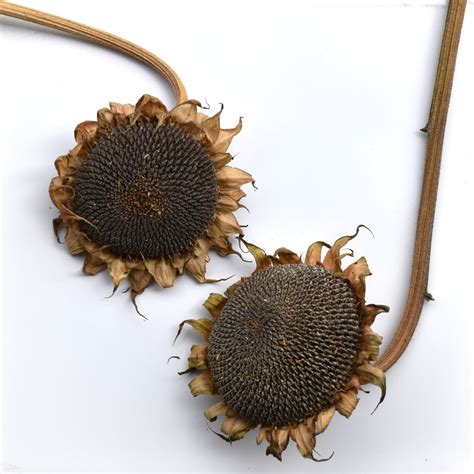 Sunflower Seed Heads Toi Toi Botanicals