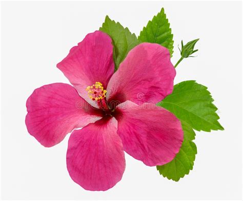 Hibiscus Flower Isolated On White Background Stock Image Image Of