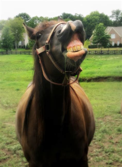 Horse Smiling | Horse smiling, Horses, Cute animals