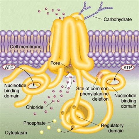 Cystic Fibrosis And Cf Protein