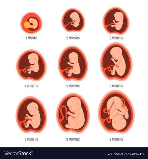 Fetus Development Prenatal Development Fetus Size Pregnancy Gender