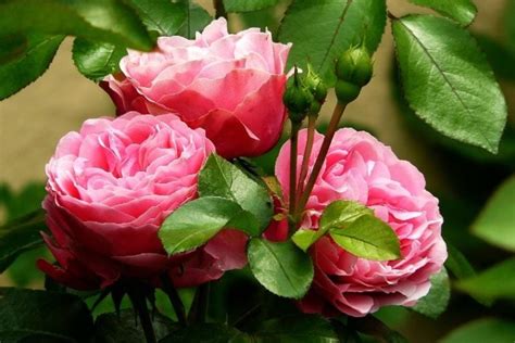 Can You Grow Roses Indoors Tips Tricks And How To Guide House Grail