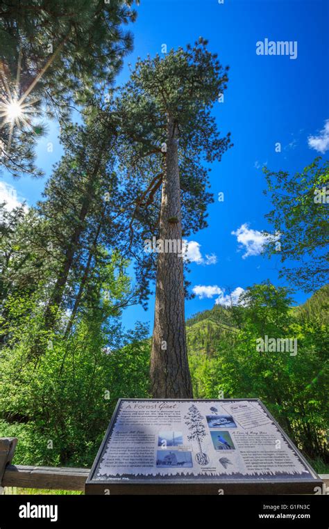 Largest Ponderosa Pine Tree In Montana In The Fish Creek Valley Near