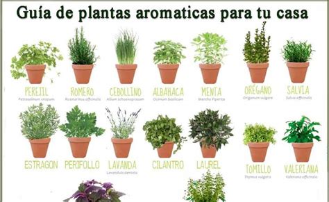 Plantas Que Debes Tener En Casa Amatista Peru