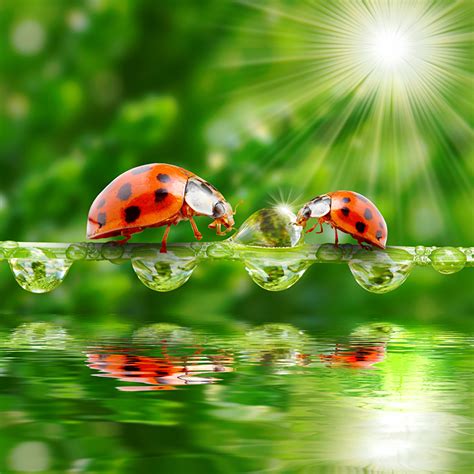 Free Download Kitten Red Ladybird Beetle Ladybug Wallpapers Hd Desktop