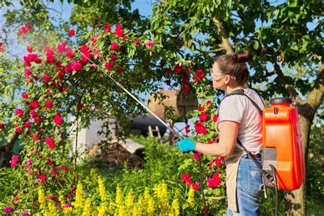 Domowy Oprysk Na Mszyce Sprawdzone Przepisy Agropedia