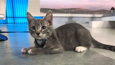 Pet Of The Week 3 Month Old Kitten Named Jerry