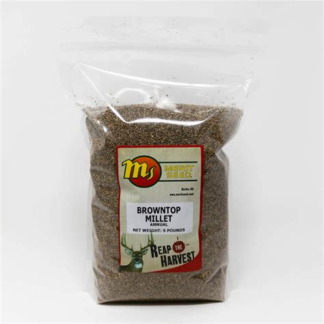 Brown Top Millet | Wildlife Food Plot | Merit Seed