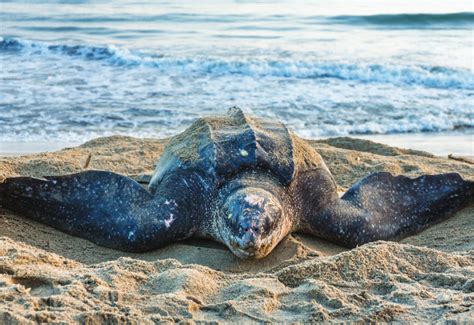 Help Fight Climate Change For Leatherback Sea Turtles Wwf Ca