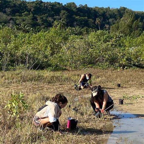 Reforestaci N De Manglares Agrochic Jardiner A Y Bienestar