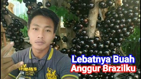 Pohon Anggur Brazil Depan Rumah Berbuah Lebat YouTube