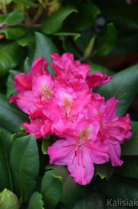 Rhododendron Pearce S American Beauty R Anecznik