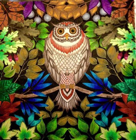 Owl Secret Garden Coruja Jardim Secreto Johanna Basford