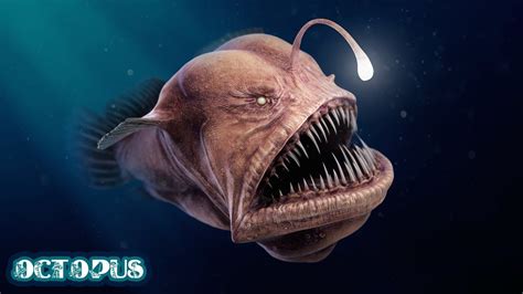 Scary Sea Creatures, Deep Sea Creatures, Scary Animals, Deep Sea ...