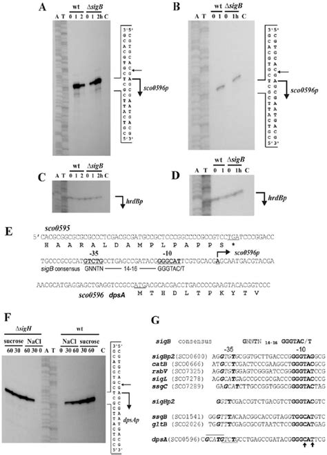 High Resolution S1 Nuclease Mapping The Transcription Start Point Tsp Download Scientific