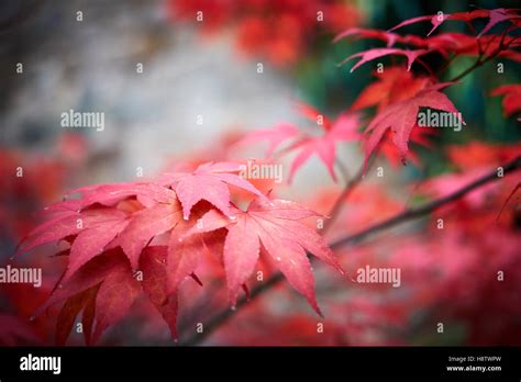 Red Acer Palmatum Osakazuki maple tree leaves against a green background Stock Photo - Alamy