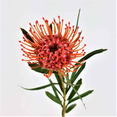 Protea Pincushion - Red - Wholesale Bulk Flowers - Cascade Floral