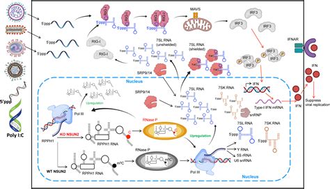 Methylcytosine M C Rna Modification Controls The Innate Immune