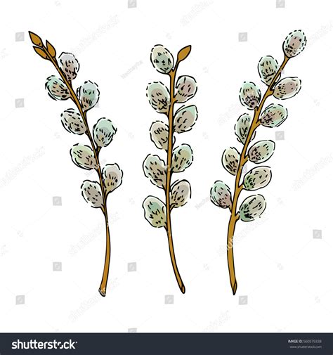 Vector Illustration Sketched Pussy Willow Branches Stock Vector